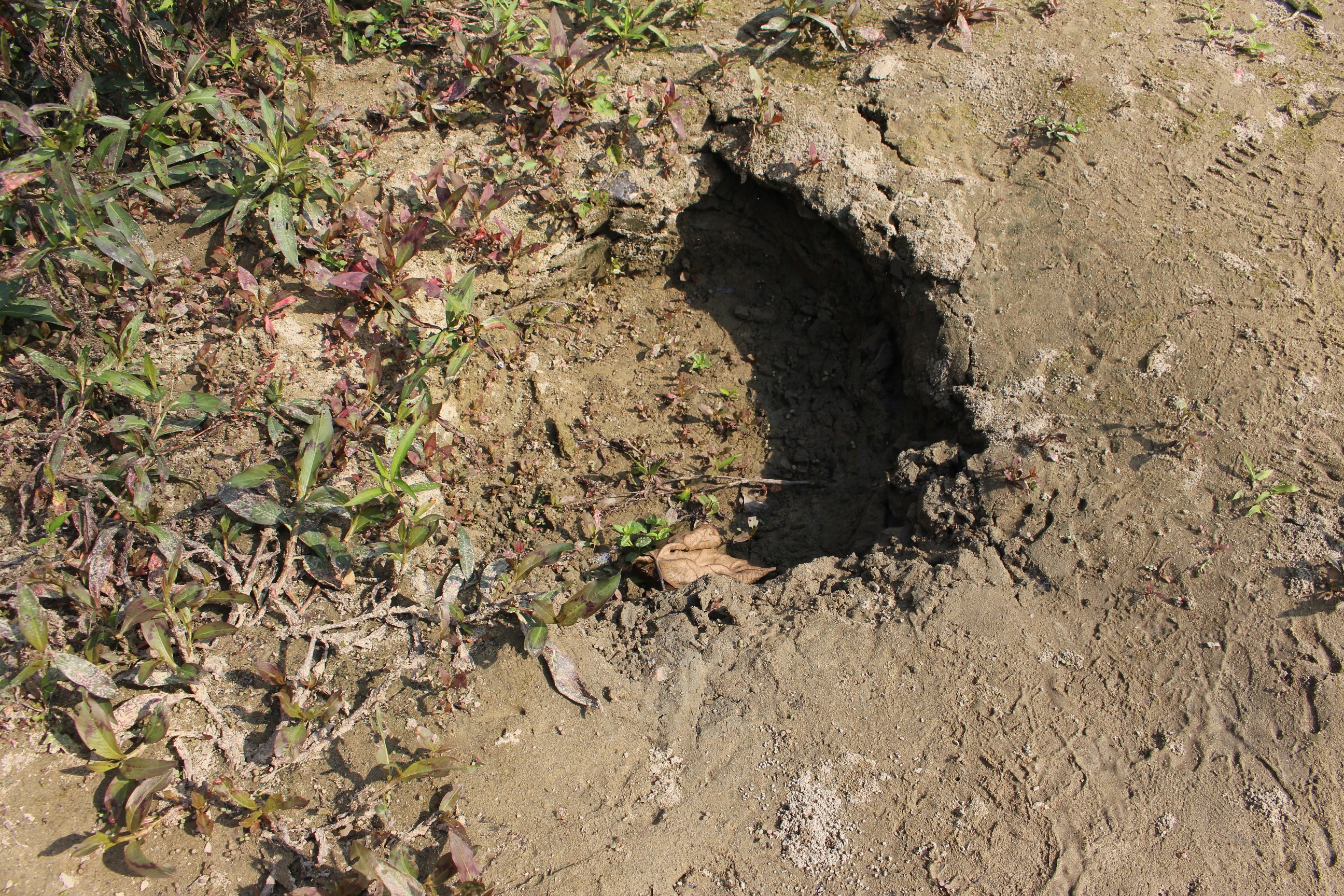 elephant foot print.JPG